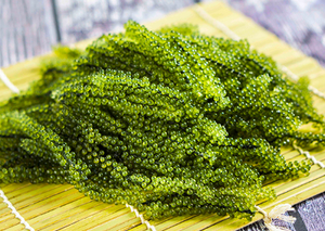 MEILLEUR PRIX DES RAISINS DE MER DU VIETNAM, RAISINS DE MER NATURELS DE HAUTE QUALITÉ - Product Image 2