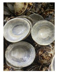 Coquilles de baume Coquille d'escargot de mer naturelle Style émaillé/Coquille de baume brune pour la décoration de festival - Product Image 3