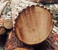 Grumes de bois de pruche Grumes de pruche de qualité supérieure Acheter des grumes de pruche - Product Image 2