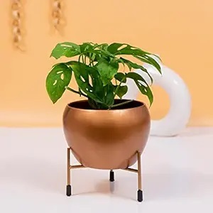 Jardinière en métal en fer plaqué laiton pour la décoration de jardin jardinière en métal fini personnalisé exportateur en gros pour taille personnalisée - Product Image 3