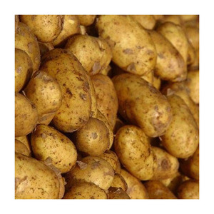 Patatas irlandesas frescas de calidad superior, venta al por mayor a granel, verduras frescas de granja, proveedor directo, Venta caliente - Product Image 5