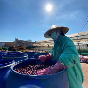 La mejor opción orgánica Robusta Arábica granos de café verde de origen único Vietnam secado al sol tostado con aroma audaz sabor con cuerpo - Product Image 5