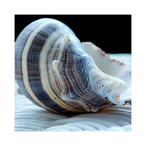 Chicoreus foncé Ramosus Murex conque coquille d'escargot coquillage Murex Operculum 100% naturel du Viet Nam - Product Image 4