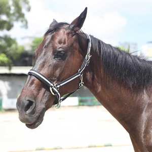 Vente en gros synthétique de licou de cheval en nylon de qualité supérieure rembourré avec raccords et corde de plomb assortie Fabricants de haute qualité - Product Image 5