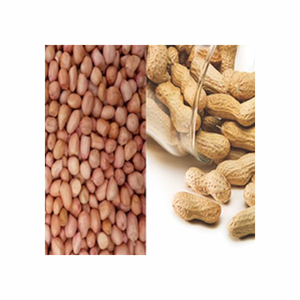 Arachides crues en vrac de haute qualité coquilles séchées arachides grillées noix moulues petit éplucheur à rôtir pour le sol - Product Image 4