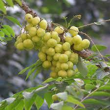 Poudre d'Amla biologique provenant d'un fabricant indien de fournisseurs de la meilleure qualité en poudre d'Amla - Product Image 4