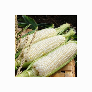 Maíz de maíz blanco seco para consumo humano No OGM W maíz blanco Precio barato - Product Image 6