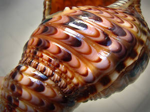 Conchas de Caracol Natural y Conchas de Trompeta para Decoración con Temática Costera, Manualidades y Aplicaciones de Exhibición en Interiores - Product Image 6