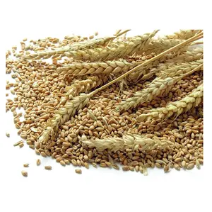 Grani di grano intero biologico puro di alta qualità in vendita al prezzo all'ingrosso più economico