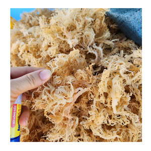 Musgo de mar seco-Musgo de mar secado bajo el sol Proveedor de Vietnam Bolsa minorista Sea Moss 99 Gold Data Factory - Product Image 4