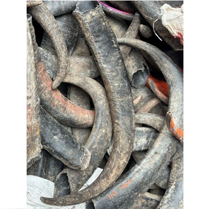 Cuerno natural Cuerno de búfalo Muy y mejor calidad disponible - Product Image 1