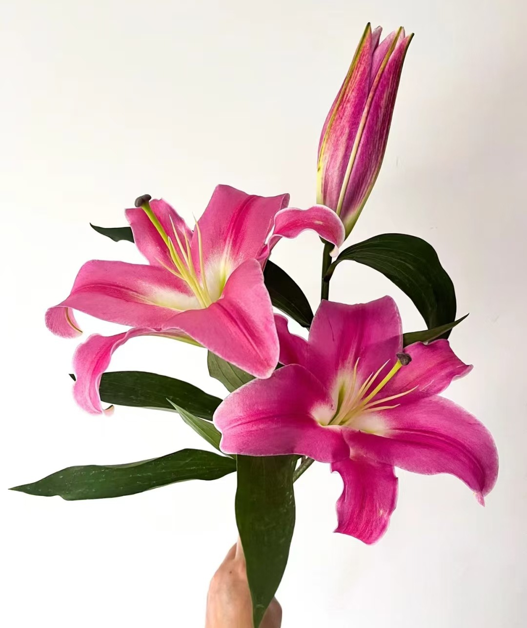 Lys rougeDouble floraison