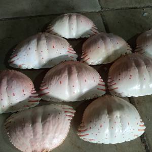 CONCHA DE CANGREJO SECA AL MEJOR PRECIO/POLVO DE CONCHA DE CANGREJO DE CALIDAD/FABRICANTE Y EXPORTADOR DE CONCHA DE CANGREJO SECA DE VIET NAM - Product Image 3