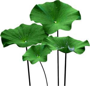 HOJAS DE LOTO SECAS PREMIUM DE VIETNAM - 100% NATURALES, SELECCIONADAS A MANO PERFECTAS PARA TÉ DE HIERBAS SALUDABLE, DETOX Y BIENESTAR - Product Image 3