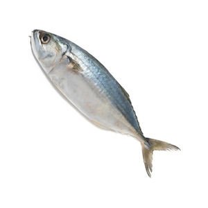 ปลา ปลาทูสด ในราคาที่ดีที่สุด - Product Image 5