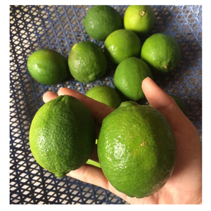 Offre spéciale citron vert frais Excellent pour la cuisine tropicale fraîche citron vert frais agrumes sans pépins juteux avec qualité d'exportation et arôme frais - Product Image 3