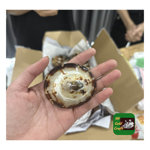 CARCASAS LIMPET PULIDAS PARA LA DECORACIÓN DE JOYERÍA DIY Y USO CREATIVO DE DISEÑO DEL HOGAR HECHO A MANO - Product Image 2