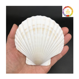 Exportación de Vietnam, conchas marinas de vieira naturales, conchas blancas grandes, accesorios decorativos para exhibición de alimentos y decoración de fiestas - Product Image 5