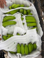 Vietnamese Cavendish Bananen – Natuurlijk zoet, stevige textuur, beste keuze voor groothandels