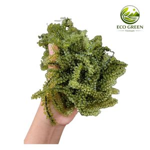 Caviar vert de raisins de mer frais du Vietnam, produits de la mer frais cultivés de manière durable, export - Product Image 1