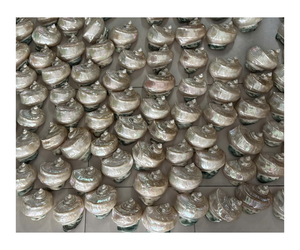 Concha de mar natural pulida Twinkle Turbo Seashell para artesanía Ocean Beach Decor joyería de boda - Product Image 1
