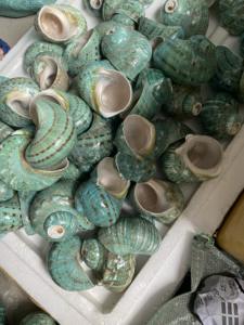 เปลือกหอยเทอร์โบทำด้วยมือจากเวียดนามเป็นมิตรต่อสิ่งแวดล้อม - Product Image 2