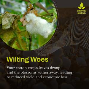 Promoteur de croissance des plantes pour le coton - Product Image 4