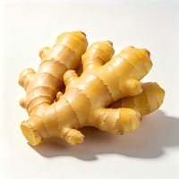 Gingembre de qualité supérieure pour la plantation, gingembre frais à feuilles de lotus pour la culture agricole et la vente en gros