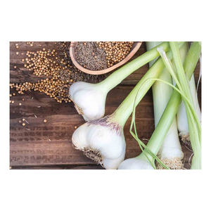 กระเทียมขาวสดคุณภาพดี ราคาส่งถูก ถุงตาข่ายสีขาว กระเทียมขาวพันธุ์ใหม่ วัตถุดิบปรุงอาหาร กระเทียมขาวบริสุทธิ์ - Product Image 4