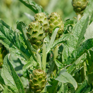 100% Extracto de hoja de alcachofa cultivada silvestre natural 5-10% Cynarin líquido-polvo extraído de alimentos saludables sólidos - Product Image 4