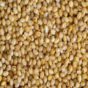 ข้าวฟ่างออร์แกนิกคุณภาพพรีเมียม ขายส่ง เหมาะสำหรับการทำอาหารประจำวัน ช่วยส่งเสริมไลฟ์สไตล์สุขภาพดี จัดส่งตรงจากโรงงาน ขายส่งจำนวนมาก - Product Image 1