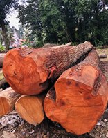 Bûches de bois dur Jarrah européen de qualité supérieure à vendre