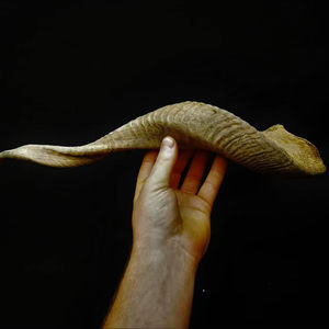 Vrais cornes de mouton naturelles polies pour la décoration et l'artisanat, de haute qualité - Product Image 1