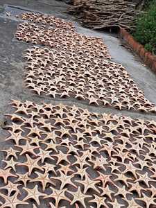 High Quality Blue Lotus Mix Decorative Seashell Natural Decoration Ashley Nguyen - Product Image 5