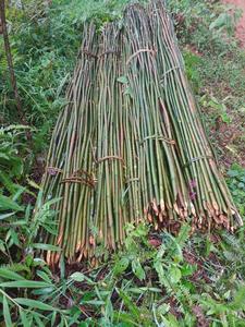 Canes en bambou en gros pour le jardinage, support de plantes, fournisseur de piquets en canne de Tonkin naturelle - Product Image 3