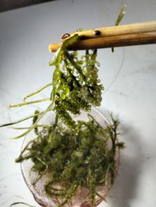 Uvas de Mar Verdes Frescas, Caulerpa Lentillifera, Alga Comestible 100% Pura y Natural, Proveedor de Mariscos Saludables, 12 Meses de Vida Útil, Certificado CV - Product Image 4