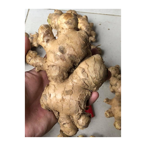 Vietnam suppliers offer <b>fresh</b> <b>ginger</b> cleaned and ready bulk <b>fresh</b> <b>ginger</b> perfect for shipping export <b>fresh</b> <b>ginger</b> offered - Product Image 6