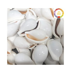 Vente en gros de coquillages cauris blancs de grande taille Coquillages polis du Vietnam pour la fabrication de bijoux à bricoler soi-même et la décoration intérieure - Product Image 6