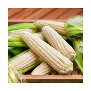 Vente en gros de maïs blanc OGM pour la minoterie, la production de snacks et les moulins d'aliments pour animaux - Product Image 1