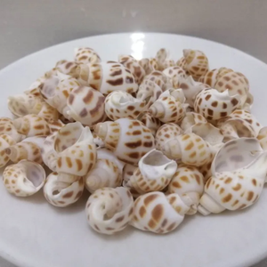 BELLE AREOLA BABYLON SEASHELL POUR LA DÉCORATION DE LA MAISON ET LA CONCEPTION DE BIJOUX PRIX BON MARCHÉ DU VIETNAM AVEC DES PRIX BON MARCHÉ - Product Image 6