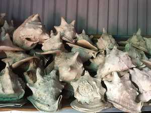 ¡VENTAS CALIENTES! VIEDRAS NATURALES DE ALTA CALIDAD 100% NATURAL DE VIETNAM - Product Image 3