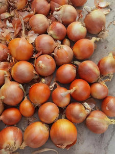 ต้นหอมสดสีแดง/เหลืองจำนวนมากราคาถูก - Product Image 4