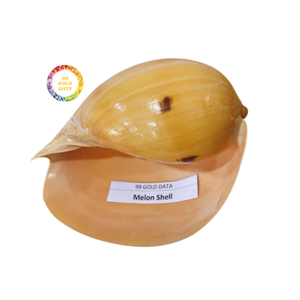 Conchas pulidas naturales para rellenos de jarrones Decoración costera sostenible de Vietnam - Product Image 2