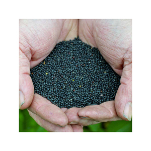 Suministro a granel de colza con entrega rápida para uso alimentario e industrial - Product Image 2