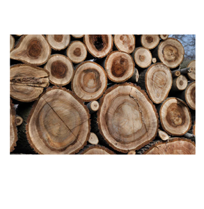 Bûches de bois de noyer naturel à vendre à bas prix, parfaites pour les scieries et la fabrication du bois - Product Image 2