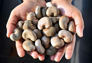 Aceite de cáscara de anacardo de cardanol de alta calidad/duradero y fiable/precio competitivo/hecho en Vietnam - Product Image 3