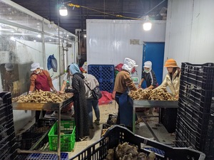 Việt Nam cây trồng mới không hạt chanh chanh bưởi tươi citrus trái cây với Giao hàng nhanh gừng bao gồm trong số lượng lớn số lượng - Product Image 4