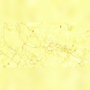 Dalles en céramique vitrifiée à l'éclat distingué 600x1200mm Améliorant les patios extérieurs, les galeries intérieures et plus encore - Product Image 3