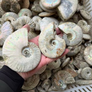 Fossile di Ammonite Iridescente di Alta Qualità, Esemplare Naturale Colorato Arcobaleno di Nautilus, Gemma Unica per Collezione e Regalo - Product Image 5