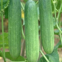 Semences de Concombre, Maïs, Aubergine et Légumes Hydroponiques Parthenocarpes de Qualité Alimentaire Marque GTSA Prêtes à l'emploi Durée de Conservation 12-18 Mois